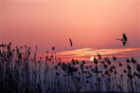 阳澄夕照