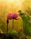 香远益清