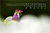 残牡丹——红褪香消韵依然