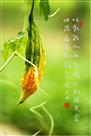 果蔬至美——苦瓜