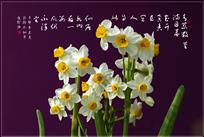 水仙花开
