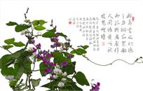 果蔬之美——扁豆