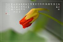 旱莲花开