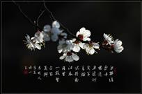 杏花
