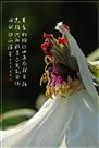 红消翠减 风韵依然