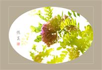 槐花