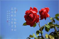 月季花开
