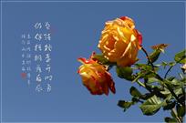 月季