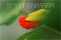阳台旱莲