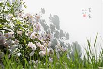蔷薇花开