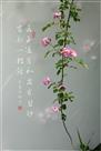 蔷薇