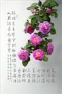 烂漫蔷薇次第开