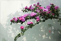 花影