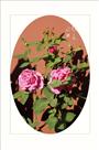 四季常开月季花
