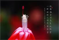 醉颜