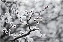 杏园早春