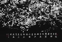 宋人诗意——杏花