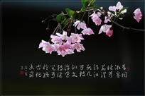 垂丝海棠