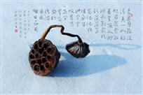 残荷雪韵