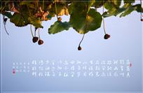 晚荷