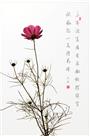 秋日格桑