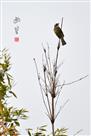 幽篁小鸟