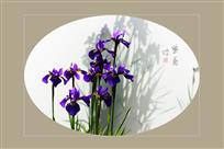 紫鸢