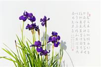紫鸢花开