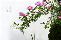 水岸蔷薇