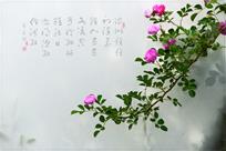 唐人诗意