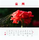 尘网