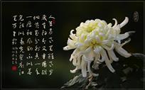 秋菊