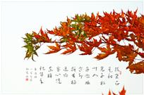 枫叶如丹