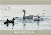 春“湖”水暖鸭先知（组照6幅）