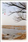 衡水湖早春（组照6幅）