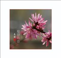 菊花碧桃（组照6幅）