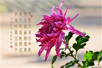 菊韵（组照6幅）