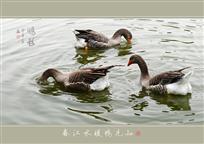 秋水鸭戏图（组照4幅）
