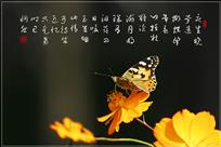 秋蝶（组照6幅）