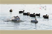 早春戏水图（组照6幅）