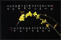 迎春（组照4幅）