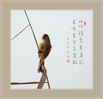 湖畔精灵——震旦鸦雀（组照8幅）