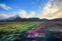 花海如潮
