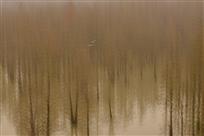 烟笼寒水鹭双飞