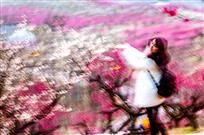 醉看梅花迷人眼