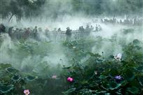 《梦幻荷塘》