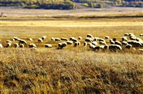 风吹草低见牛羊
