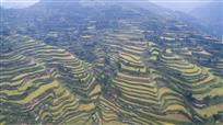 金黄梯田