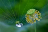 芯·露