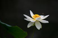 荷香蜂舞